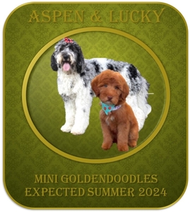 Mini Goldendoodles (Aspen x Lucky)